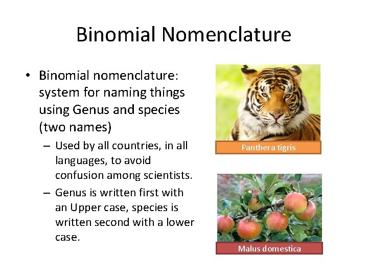 Binomial Nomenclature • Binomial nomenclature: system for naming things using Genus and species (two