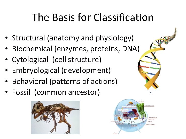The Basis for Classification • • • Structural (anatomy and physiology) Biochemical (enzymes, proteins,