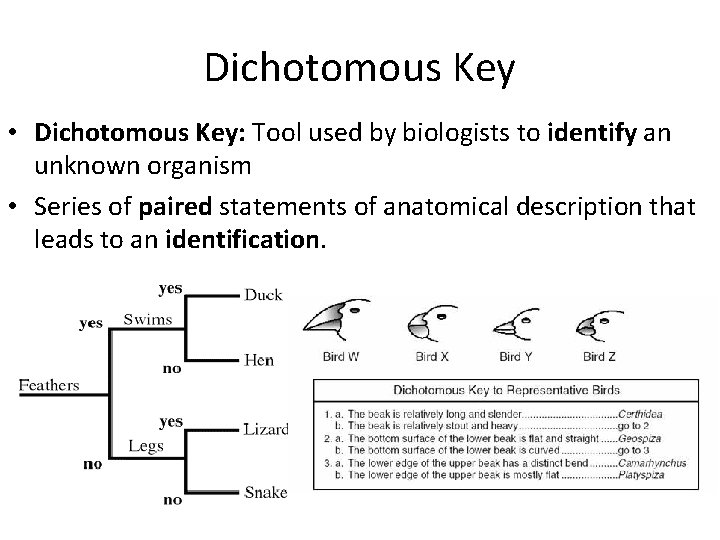 Dichotomous Key • Dichotomous Key: Tool used by biologists to identify an unknown organism