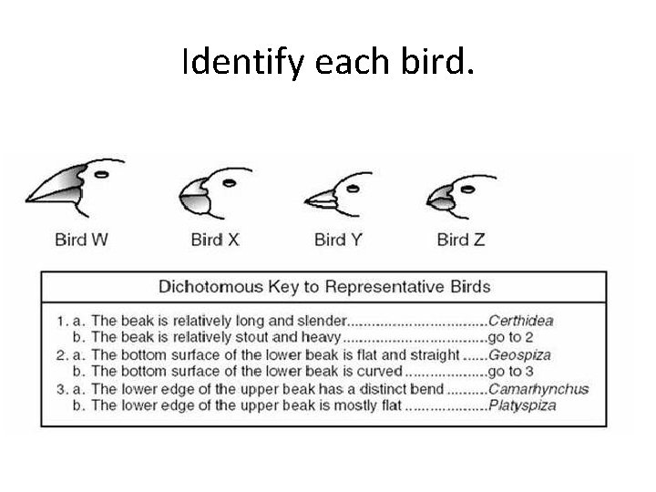 Identify each bird. 