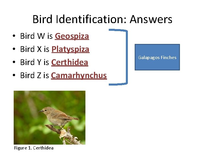Bird Identification: Answers • • Bird W is Geospiza Bird X is Platyspiza Bird