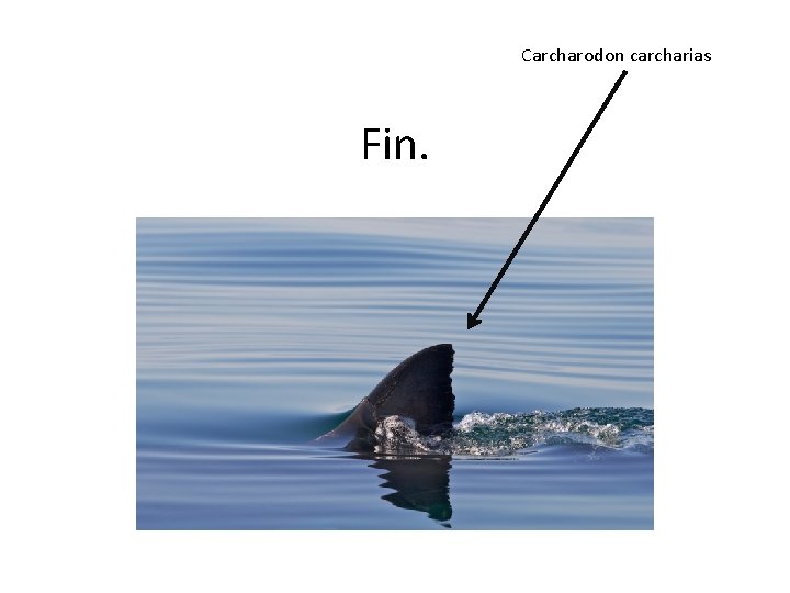Carcharodon carcharias Fin. 