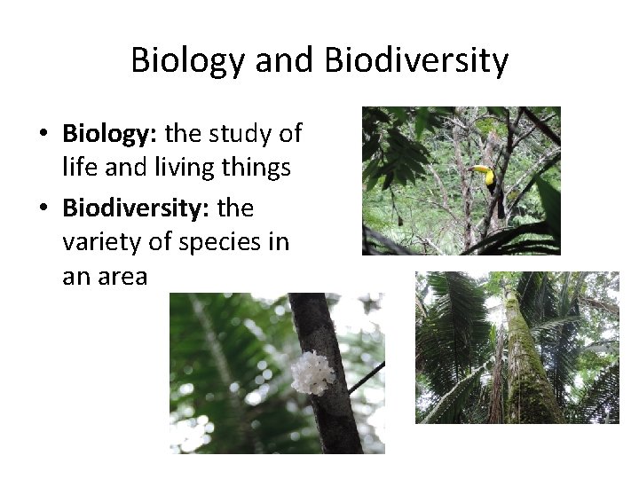 Biology and Biodiversity • Biology: the study of life and living things • Biodiversity: