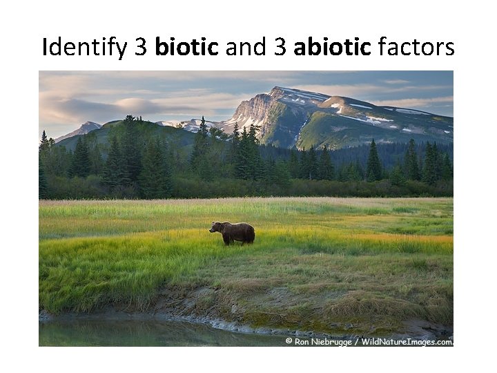 Identify 3 biotic and 3 abiotic factors 