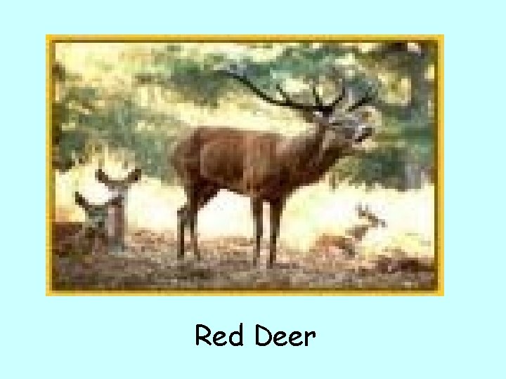 Red Deer 