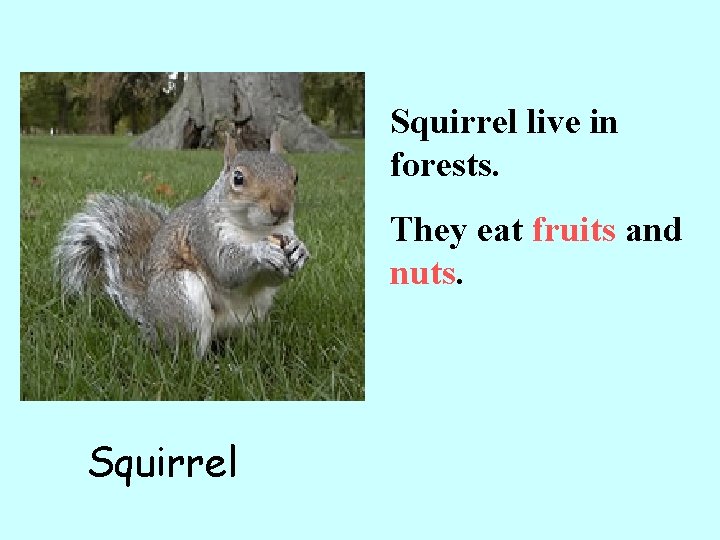 Squirrel live in forests. They eat fruits and nuts. Squirrel 