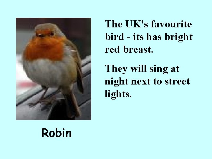 The UK's favourite bird - its has bright red breast. They will sing at