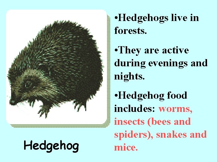  • Hedgehogs live in forests. • They are active during evenings and nights.