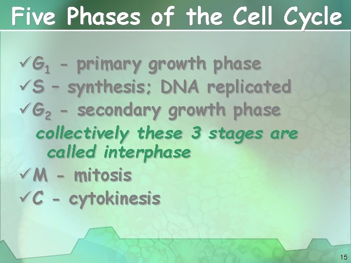 Five Phases of the Cell Cycle üG 1 - primary growth phase üS –