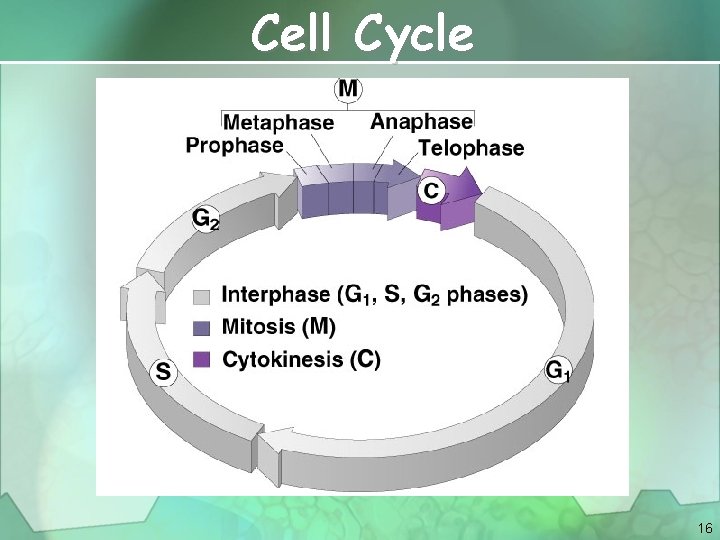 Cell Cycle 16 
