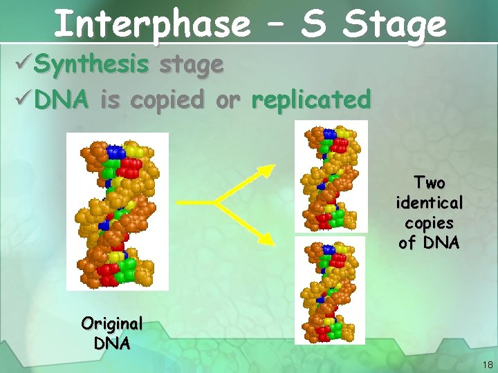 Interphase – S Stage üSynthesis stage üDNA is copied or replicated Two identical copies