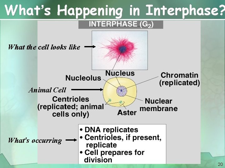 What’s Happening in Interphase? What the cell looks like Animal Cell What’s occurring 20