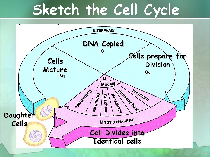 Sketch the Cell Cycle DNA Copied Cells Mature Daughter Cells prepare for Division Cell