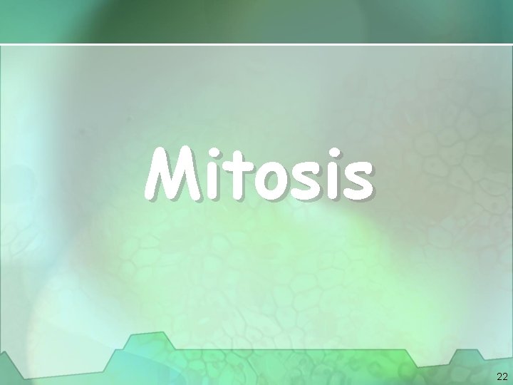 Mitosis 22 