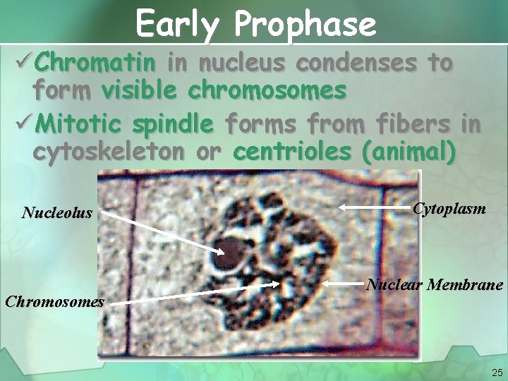 Early Prophase üChromatin in nucleus condenses to form visible chromosomes üMitotic spindle forms from