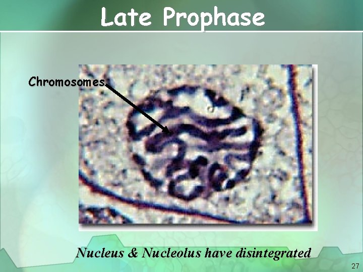 Late Prophase Chromosomes Nucleus & Nucleolus have disintegrated 27 