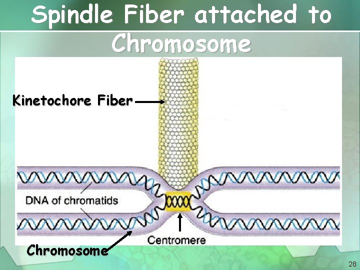 Spindle Fiber attached to Chromosome Kinetochore Fiber Chromosome 28 