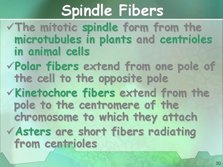Spindle Fibers üThe mitotic spindle form from the microtubules in plants and centrioles in