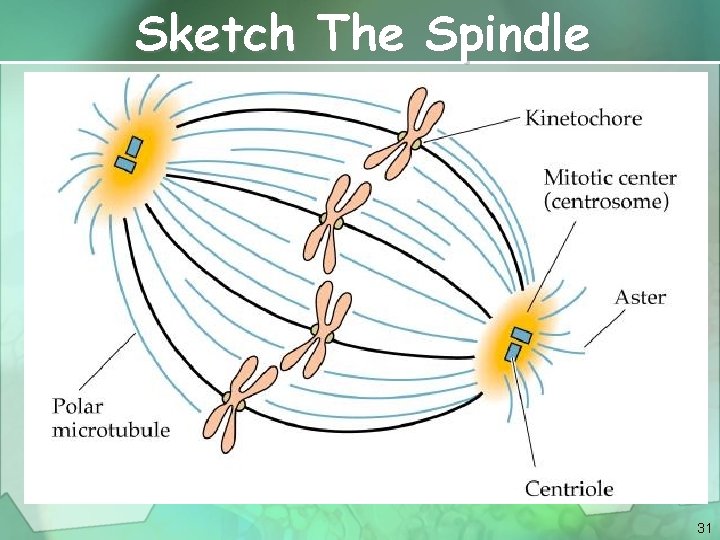 Sketch The Spindle 31 