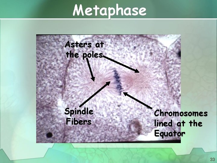 Metaphase Asters at the poles Spindle Fibers Chromosomes lined at the Equator 33 