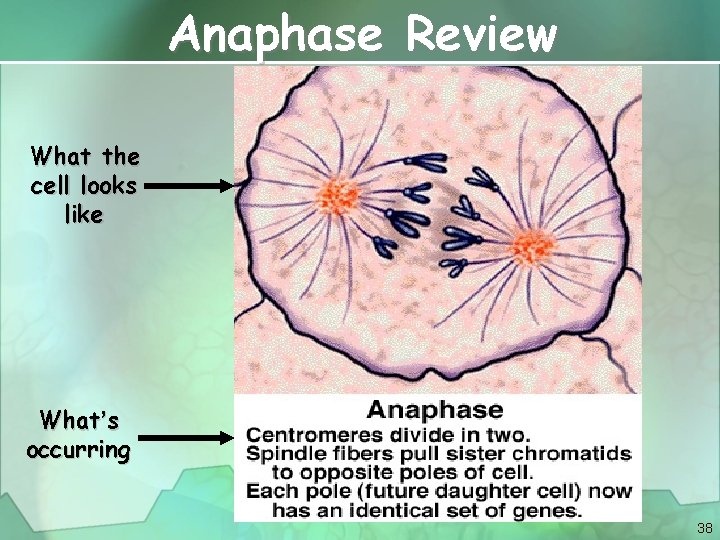 Anaphase Review What the cell looks like What’s occurring 38 