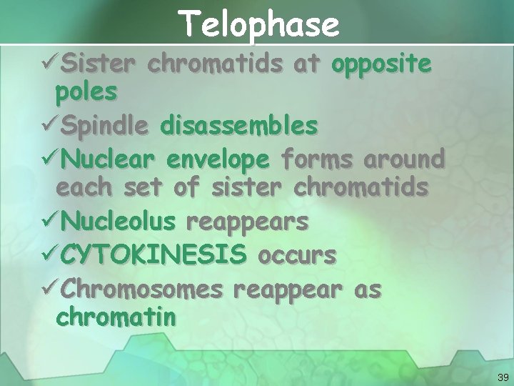 Telophase üSister chromatids at opposite poles üSpindle disassembles üNuclear envelope forms around each set