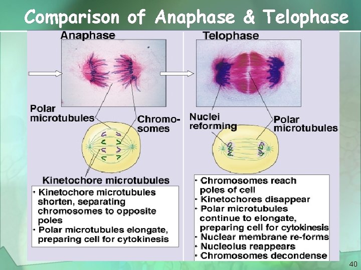 Comparison of Anaphase & Telophase 40 