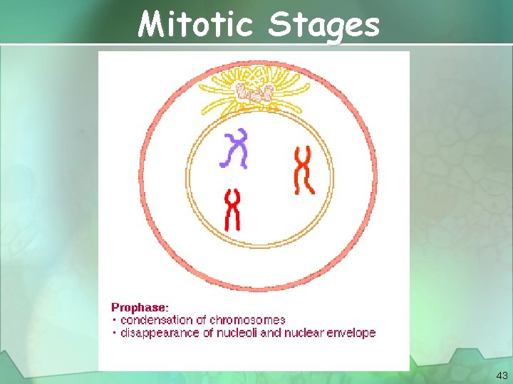 Mitotic Stages 43 