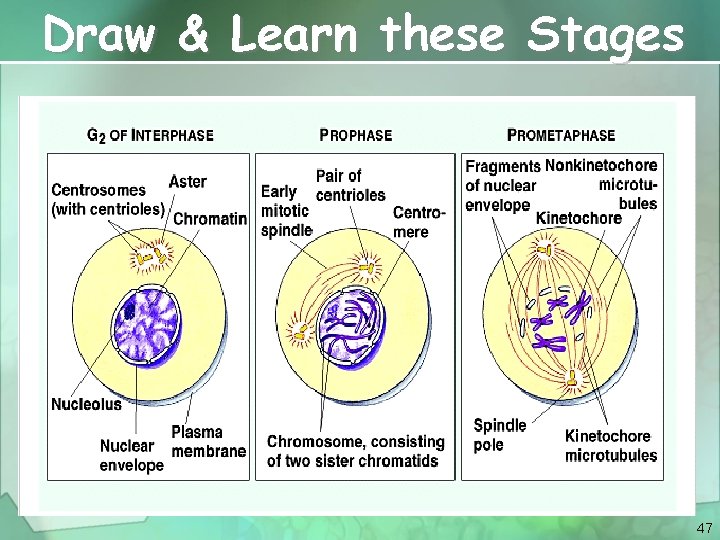 Draw & Learn these Stages 47 