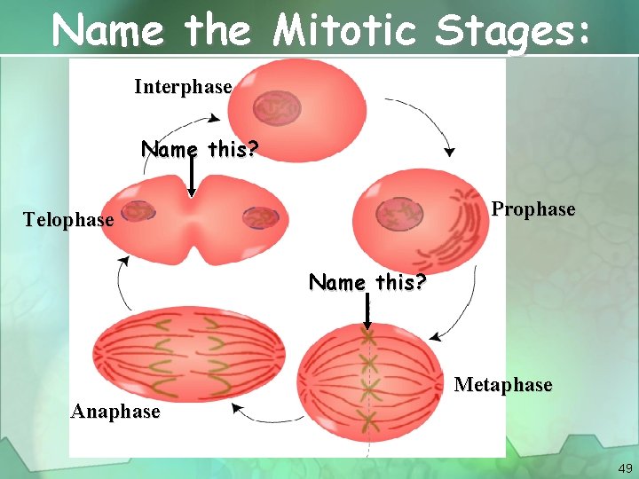 Name the Mitotic Stages: Interphase Name this? Prophase Telophase Name this? Metaphase Anaphase 49