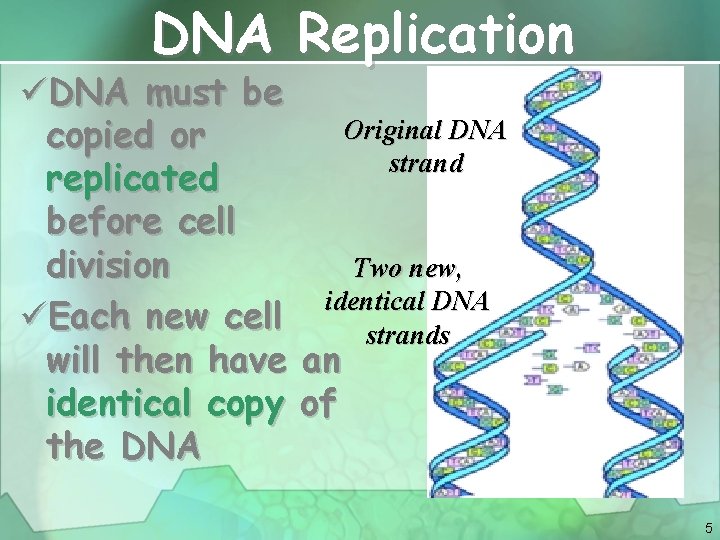 DNA Replication üDNA must be copied or replicated before cell division üEach new cell