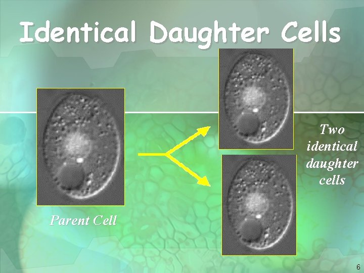 Identical Daughter Cells Two identical daughter cells Parent Cell 6 