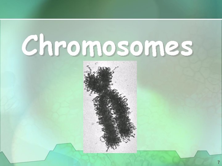 Chromosomes 7 