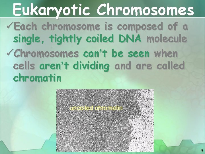 Eukaryotic Chromosomes üEach chromosome is composed of a single, tightly coiled DNA molecule üChromosomes