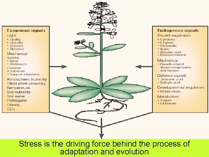 Stress is the driving force behind the process of adaptation and evolution 15 