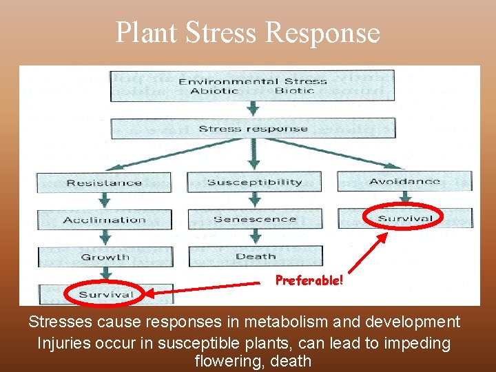 Plant Stress Response Preferable! Stresses cause responses in metabolism and development Injuries occur in