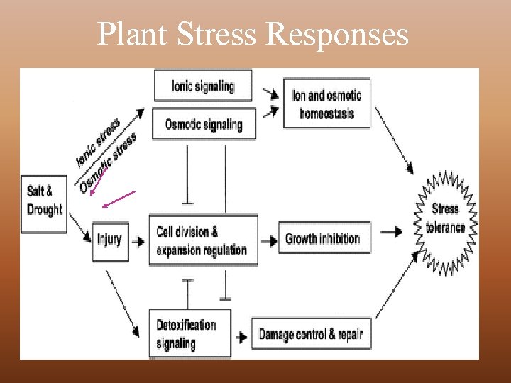 Plant Stress Responses 17 