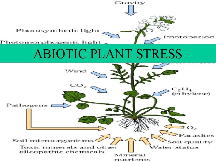 ABIOTIC PLANT STRESS 2 