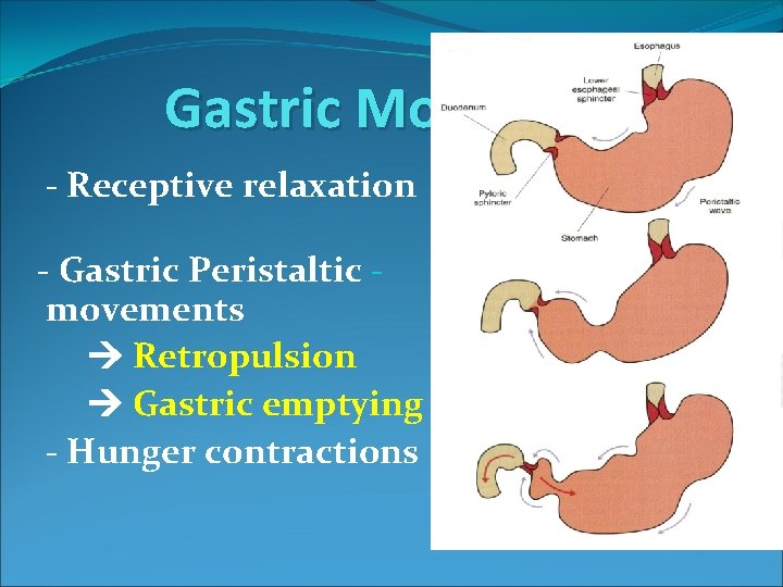 Gastric Motilities - Receptive relaxation - Gastric Peristaltic movements Retropulsion Gastric emptying - Hunger