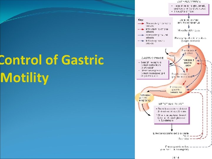Control of Gastric Motility 