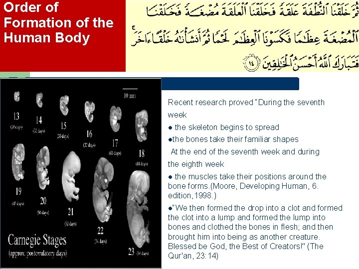 Order of Formation of the Human Body Recent research proved “During the seventh week