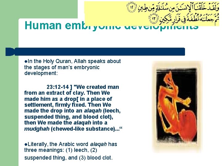 Human embryonic developments l. In the Holy Quran, Allah speaks about the stages of