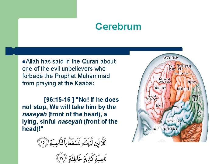 Cerebrum l. Allah has said in the Quran about one of the evil unbelievers