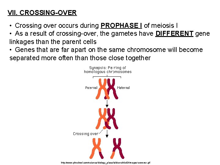 VII. CROSSING-OVER • Crossing over occurs during PROPHASE I of meiosis I • As