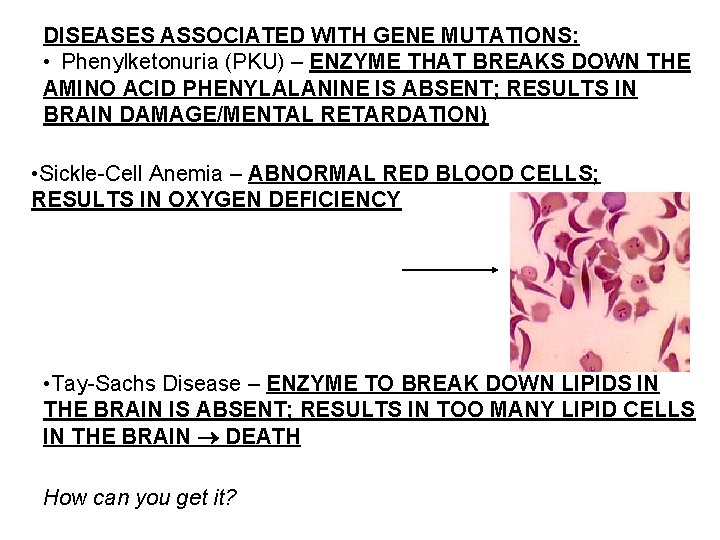 DISEASES ASSOCIATED WITH GENE MUTATIONS: • Phenylketonuria (PKU) – ENZYME THAT BREAKS DOWN THE