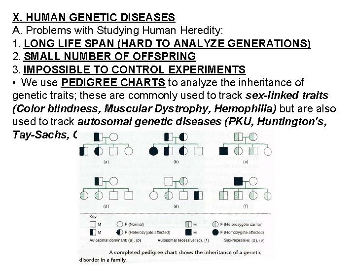 X. HUMAN GENETIC DISEASES A. Problems with Studying Human Heredity: 1. LONG LIFE SPAN