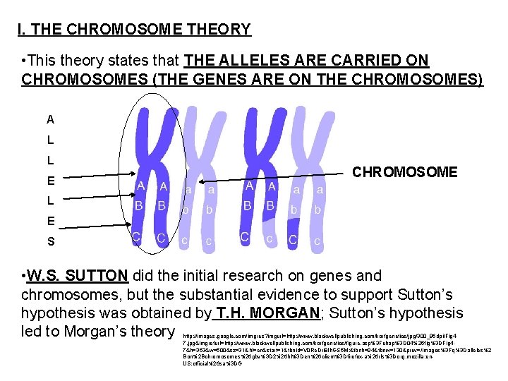 I. THE CHROMOSOME THEORY • This theory states that THE ALLELES ARE CARRIED ON