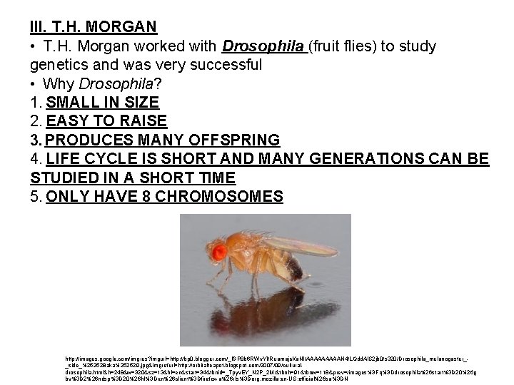 III. T. H. MORGAN • T. H. Morgan worked with Drosophila (fruit flies) to