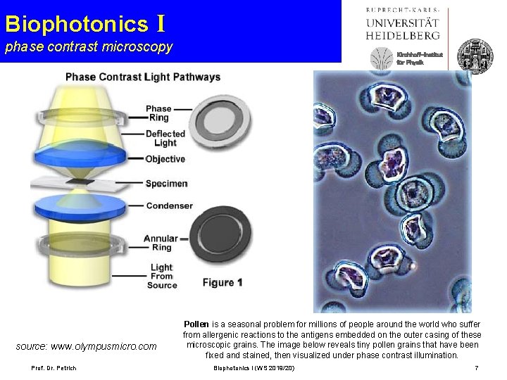 Biophotonics I phase contrast microscopy source: www. olympusmicro. com Prof. Dr. Petrich Kirchhoff-Institut für
