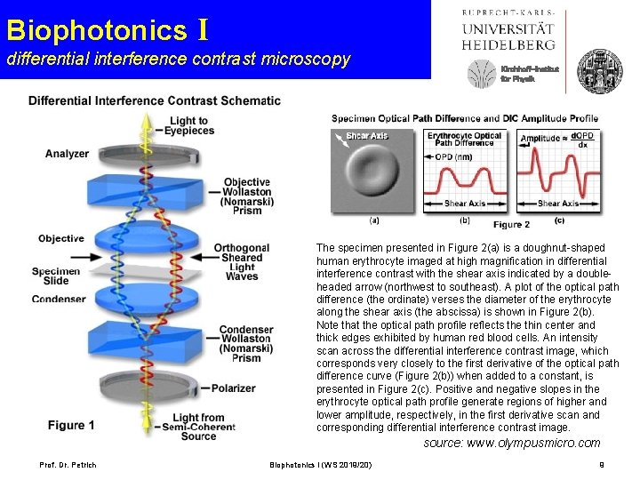 Biophotonics I differential interference contrast microscopy Kirchhoff-Institut für Physik The specimen presented in Figure